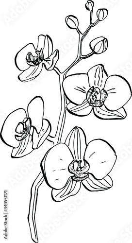 Orchids flower. Floral botanical flower. Isolated illustration element. Vector hand drawing wildflower for background, texture, wrapper pattern, frame or border.