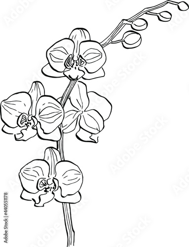 Orchids flower. Floral botanical flower. Isolated illustration element. Vector hand drawing wildflower for background, texture, wrapper pattern, frame or border.