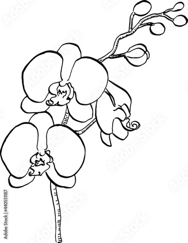 Orchids flower. Floral botanical flower. Isolated illustration element. Vector hand drawing wildflower for background, texture, wrapper pattern, frame or border.