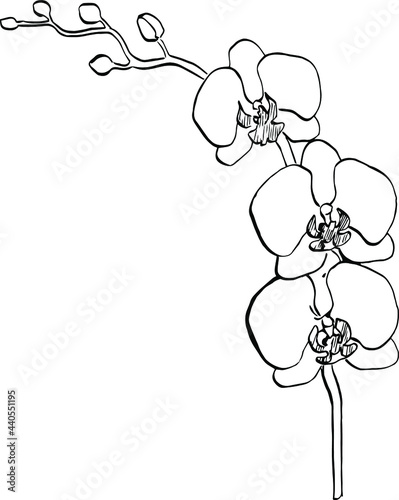 Orchids flower. Floral botanical flower. Isolated illustration element. Vector hand drawing wildflower for background, texture, wrapper pattern, frame or border.