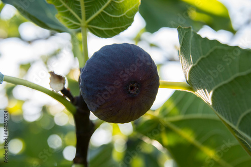 Close up view of a ripe fig fruit, hanging from the fig tree branch