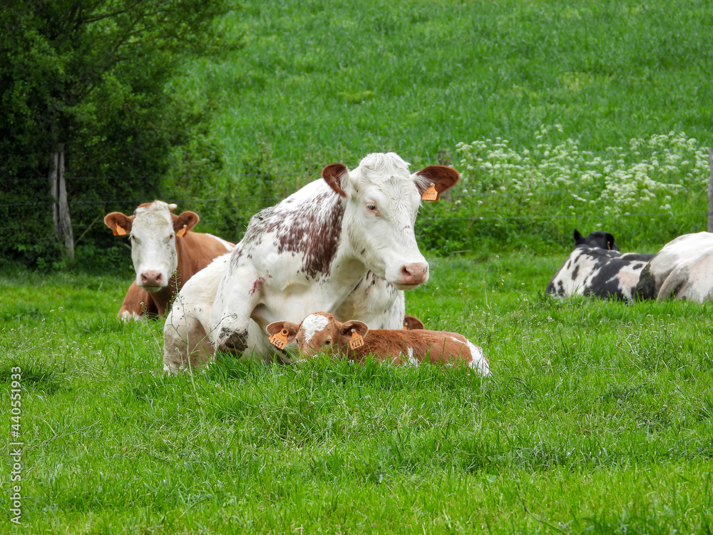 herd of cows anf calf in the field