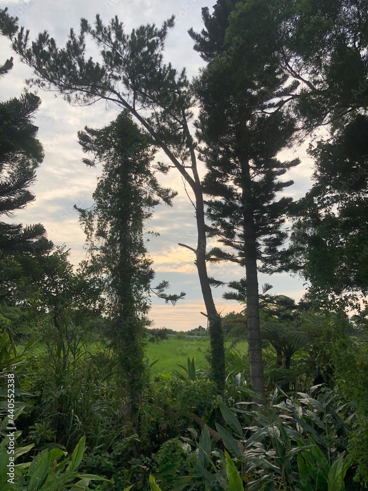 Naklejka premium morning in the forest