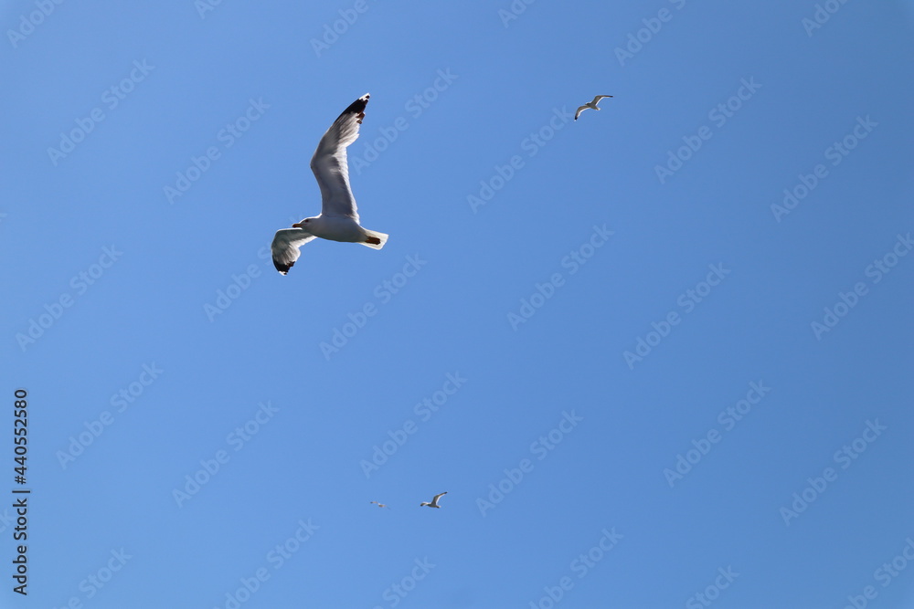 Seagull against the blue sky on a sunny summer day. Seagull against the blue sky on a sunny summer day.