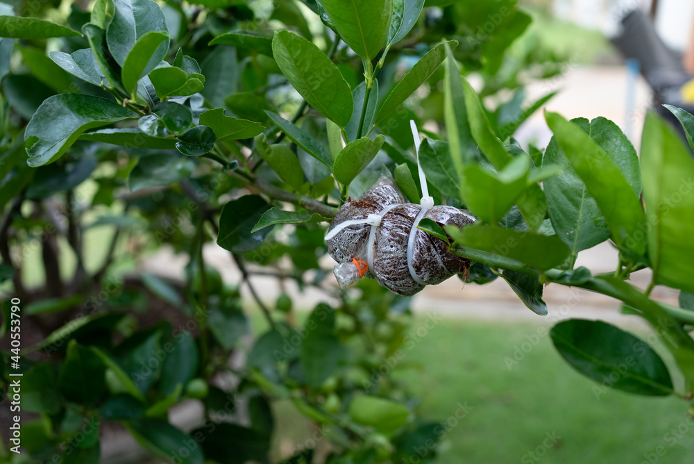 plants propagation of lime tree by using air layering technique ภาพถ่าย