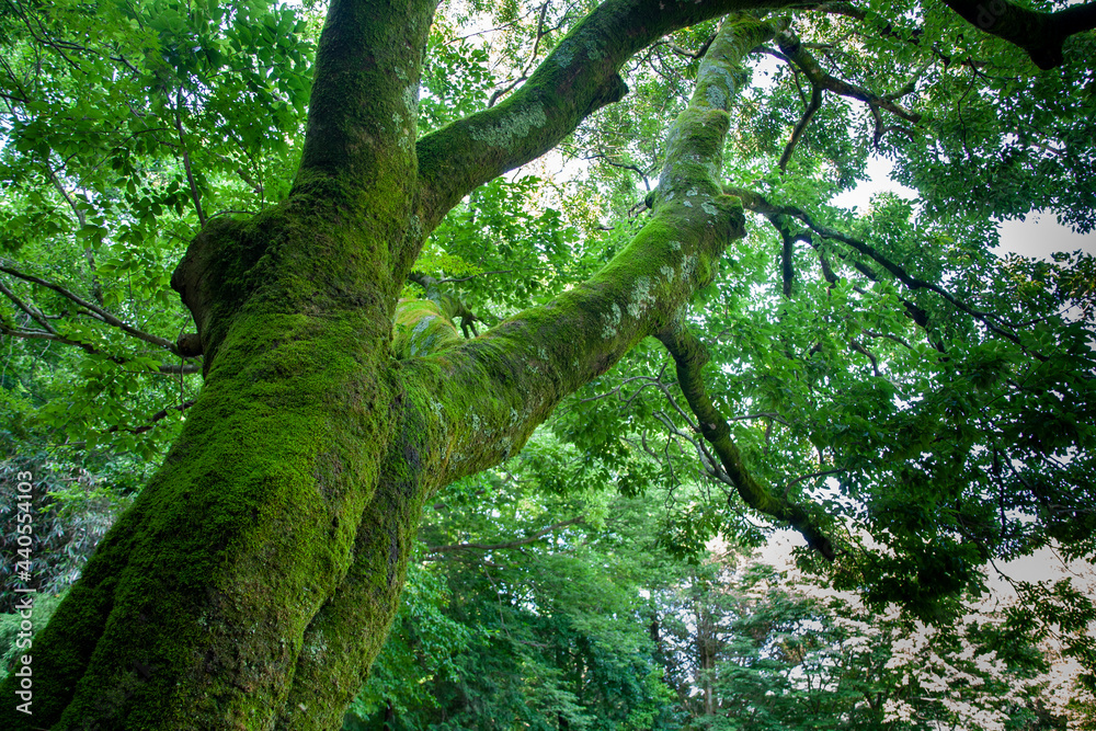 Fototapeta premium 녹색, 이끼, 식물, 자연, 푸름