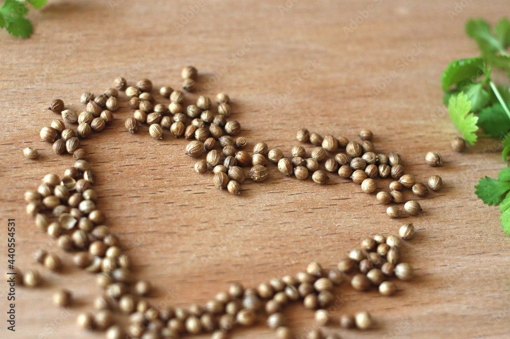 coriander seeds and grown green coriander on a wooden board coriander seeds and grown green coriander on a wooden board