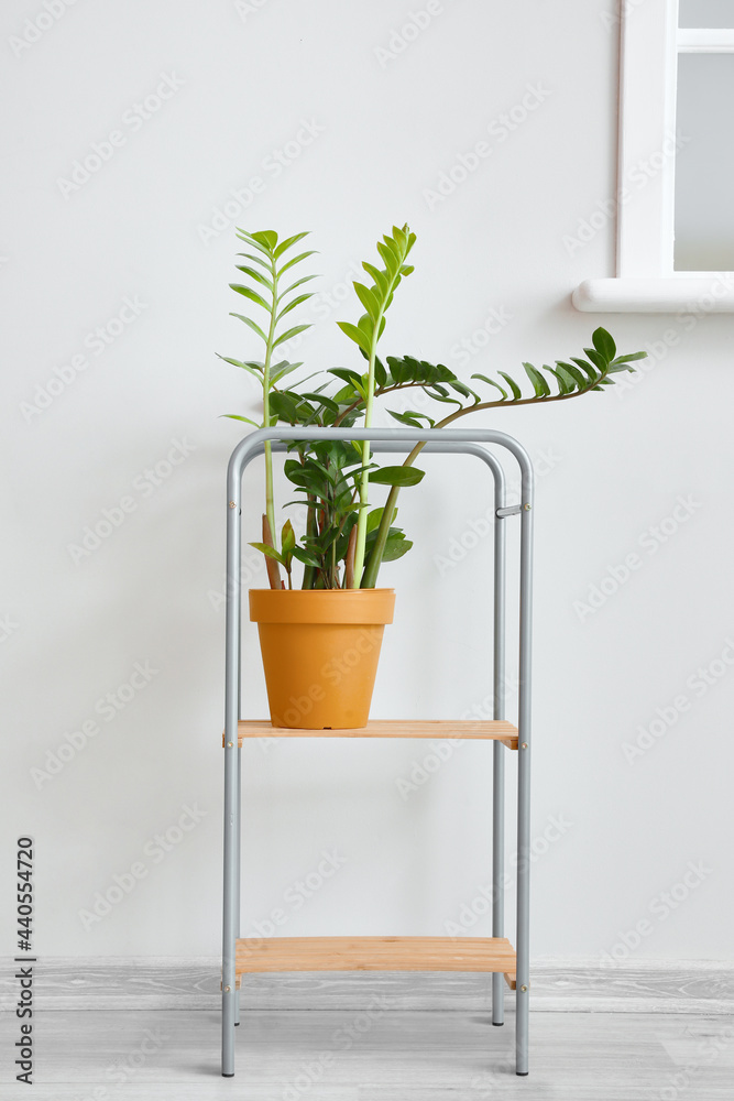 Houseplant on stand in room