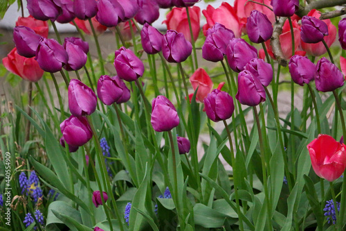 flowerbed with colorful tulips in the garden
