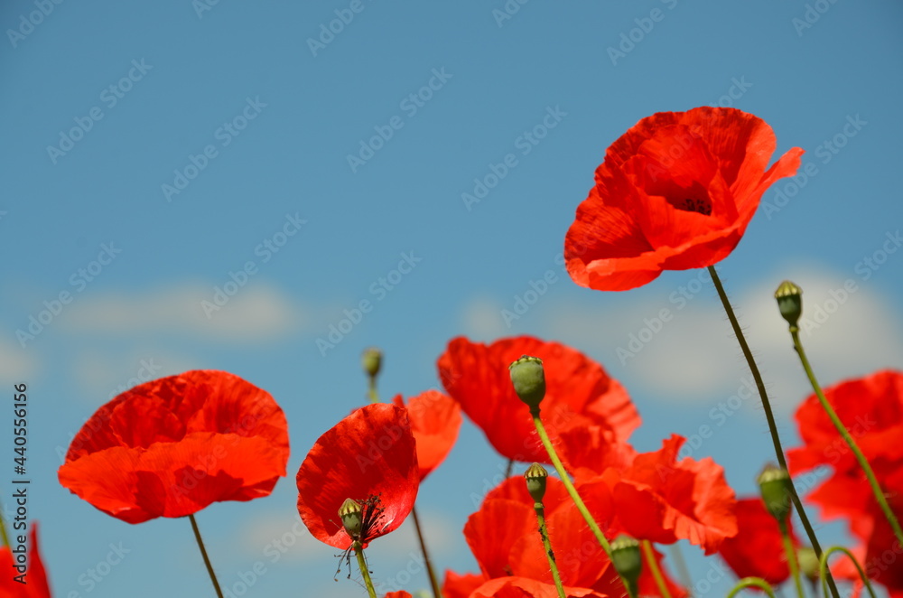 Naklejka premium red poppys close-up against blue sky