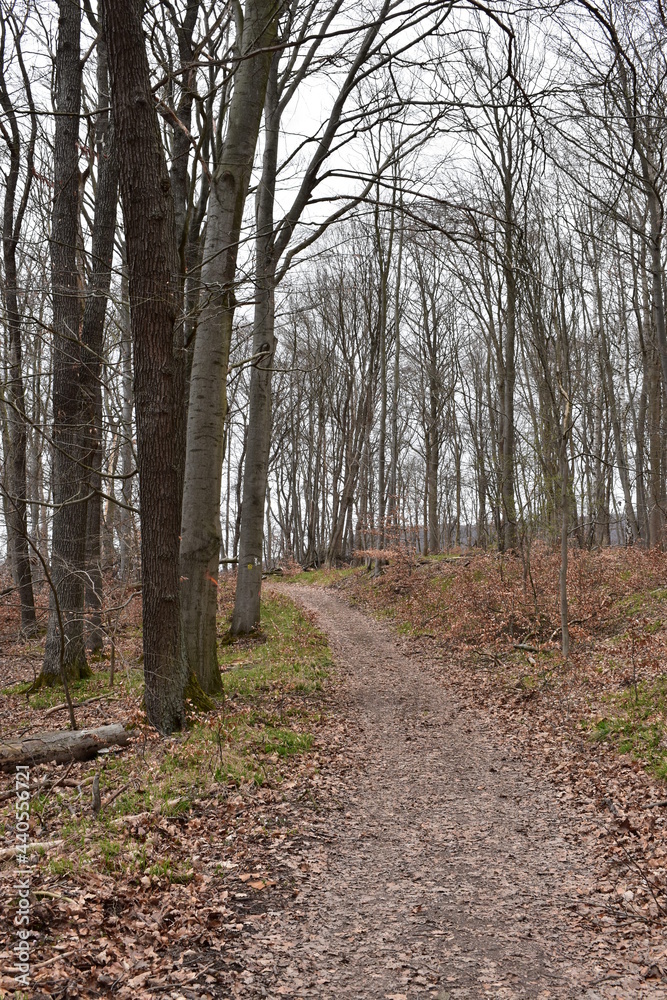 Fototapeta premium Wald