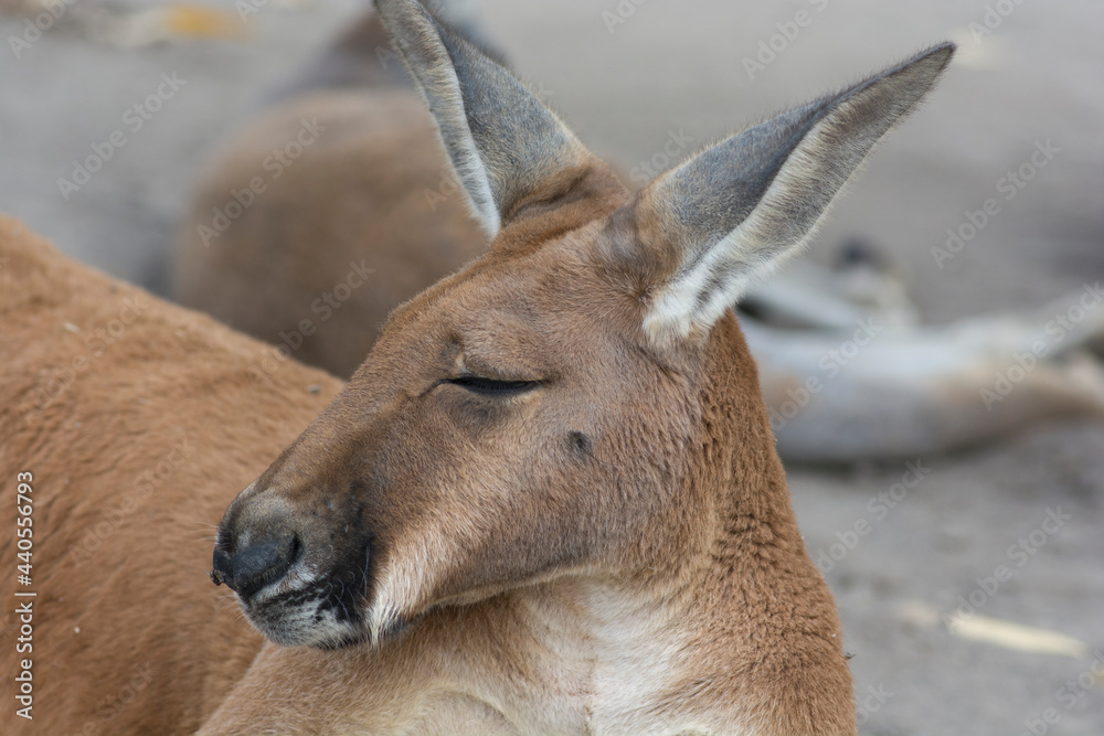 Portrait of a Red Kangaroo (Osphranter rufus), the largest of all kangaroos, resting on ground Portrait of a Red Kangaroo (Osphranter rufus), the largest of all kangaroos, resting on ground
