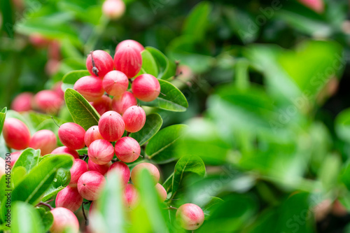 Fresh carissa carandas or mango yawn lime booing on tree, It is fruit that has a sweet and sour taste. tropical fruit photo