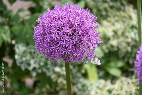 Allium mit Wei  ling