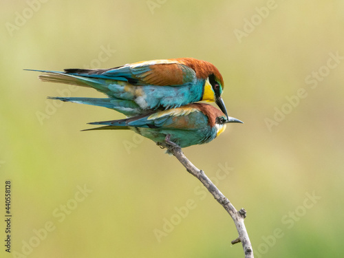 Bienenfresser Paarung