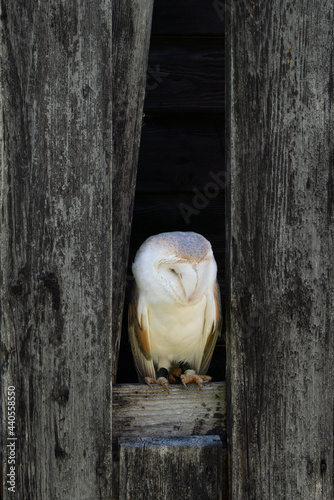 Fototapeta Naklejka Na Ścianę i Meble -  barn owl peeping out of the wooden barn