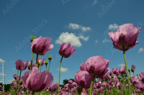 poppy field in bavaria, lilac poppies © ola24