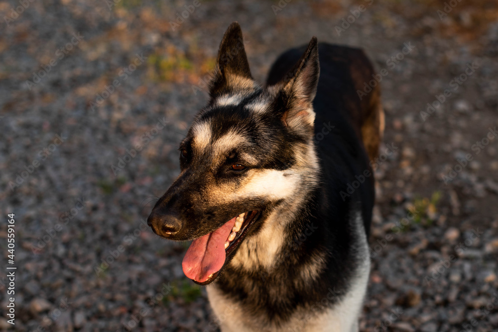 Obraz premium A teenage Eastern European shepherd dog sits with its ears raised on the lawn next to the house.