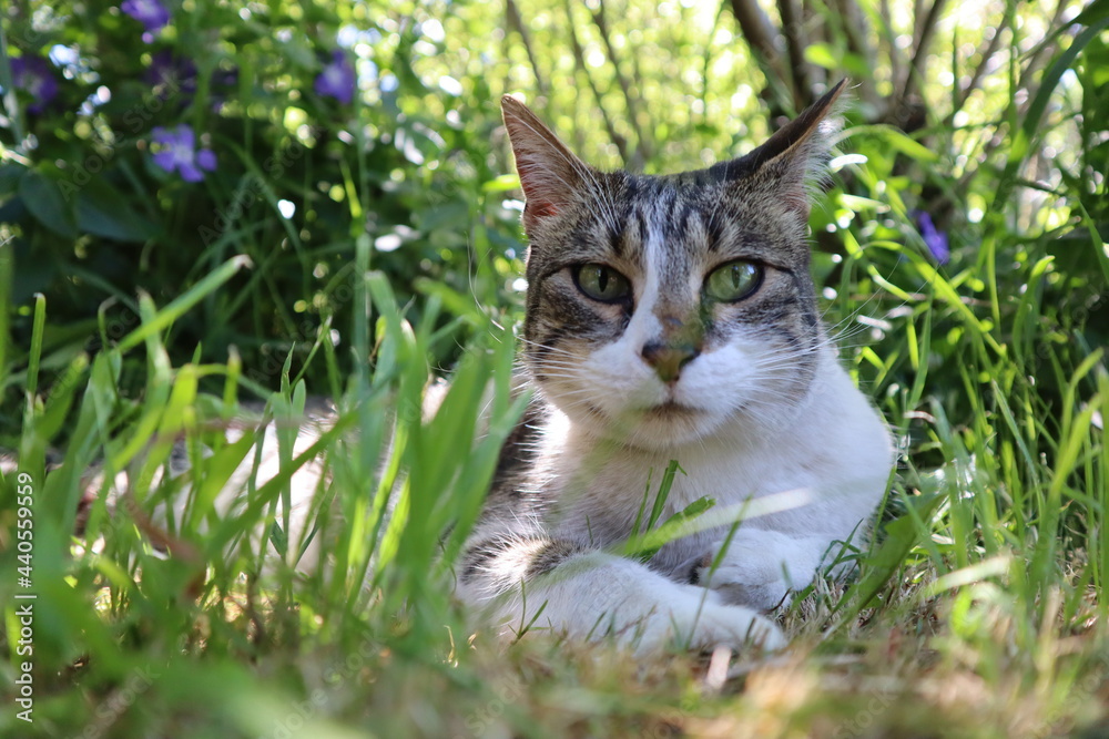 Colorful wild cat in nature atmosphere, fluffy kitten in the gras, white domestic feline in nature, curiously green eyes watching you, closeup from an attention hunter Colorful wild cat in nature atmosphere, fluffy kitten in the gras, white domestic feline in nature, curiously green eyes watching you, closeup from an attention hunter