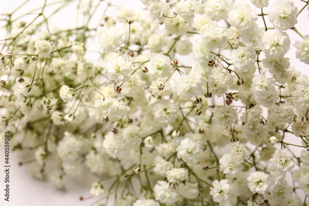 Beautiful gypsophila flowers on white background, closeup Beautiful gypsophila flowers on white background, closeup