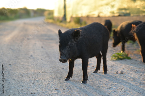 Wildschweine in Spanien