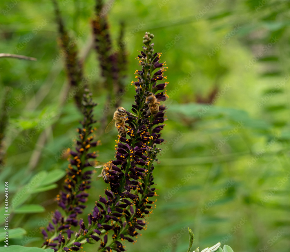 Honey bee on Amorpha fruticosa flower. Close-up.