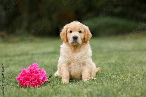 puppy dog golden retriever sits with a rose flower on the path. dog in summer