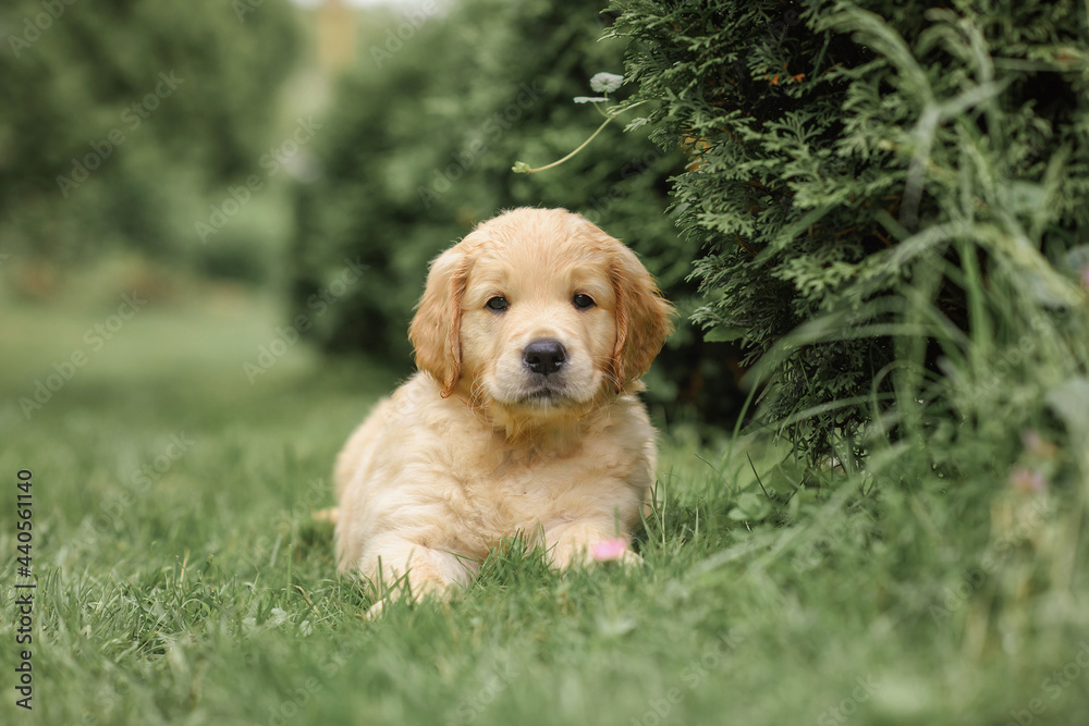 cute puppy golden retriever sits near a bush of flowers. dog and flowers. cute puppy golden retriever sits near a bush of flowers. dog and flowers.