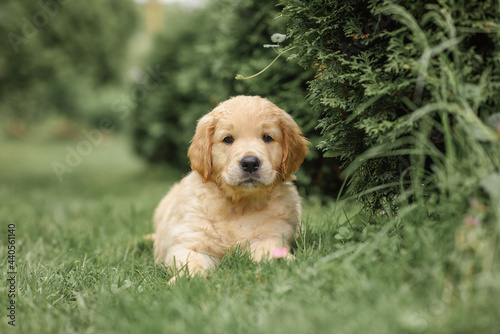 cute puppy golden retriever sits near a bush of flowers. dog and flowers.