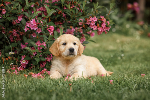 cute puppy golden retriever sits near a bush of flowers. dog and flowers.