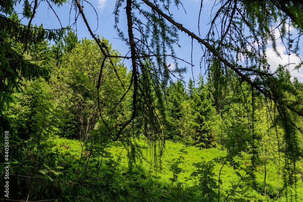 Fototapeta premium Lerchenzweige mit Blick auf Fichtenwald un Lichtung mit Blaubeeren