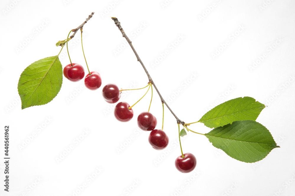 Cherry branch with leaves and few berries isolated on the white background Cherry branch with leaves and few berries isolated on the white background