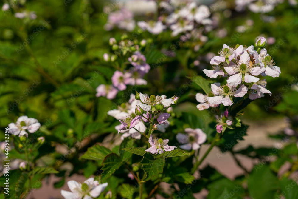 Brombeerstrauch in der Blüte Brombeerstrauch in der Blüte