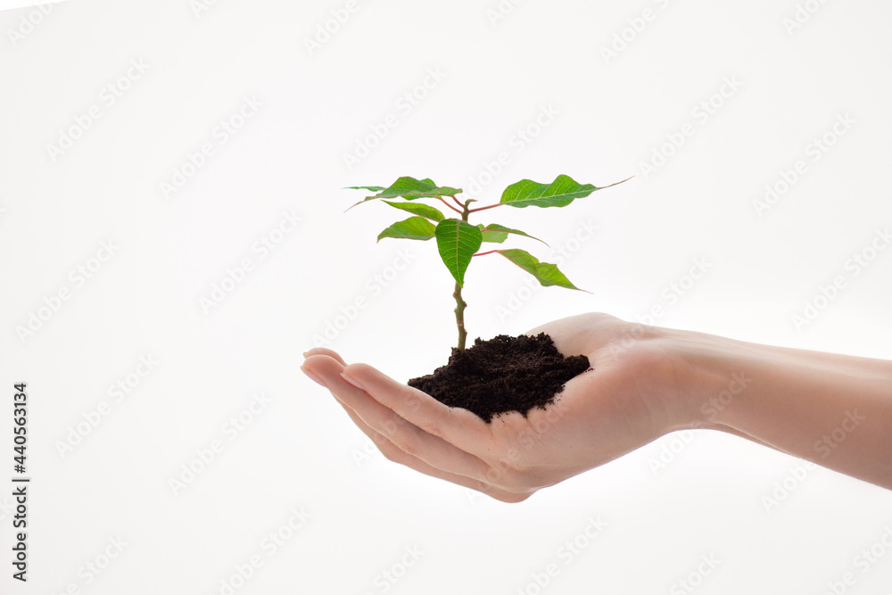 beautiful female hand holding a green plant on a white background isolate, earth day concept, helping nature, protecting forests, starting a new business beautiful female hand holding a green plant on a white background isolate, earth day concept, helping nature, protecting forests, starting a new business