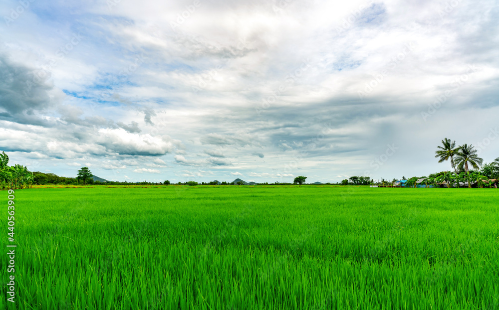 Landscape green rice field. Rice farm with mountain as background in rural. Green rice paddy field. Organic rice farm in Asia. Paddy field. Tropical landscape and white clouds sky. Agricultural farm. Landscape green rice field. Rice farm with mountain as background in rural. Green rice paddy field. Organic rice farm in Asia. Paddy field. Tropical landscape and white clouds sky. Agricultural farm.