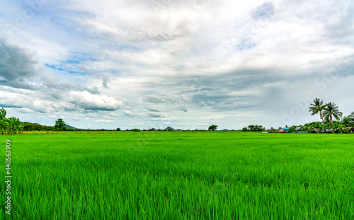 Landscape green rice field. Rice farm with mountain as background in rural. Green rice paddy field. Organic rice farm in Asia. Paddy field. Tropical landscape and white clouds sky. Agricultural farm.