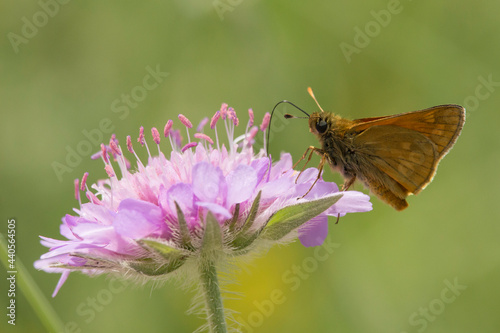 oranger Schmetterling auf pinkfarbener Blüte