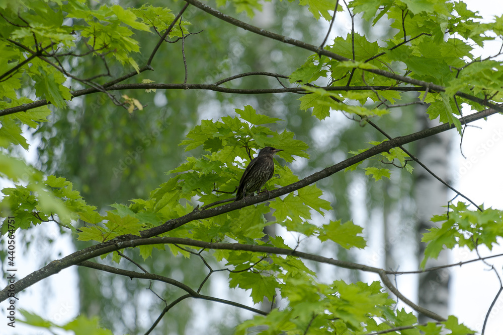 Fototapeta premium A young starling sits on a maple branch