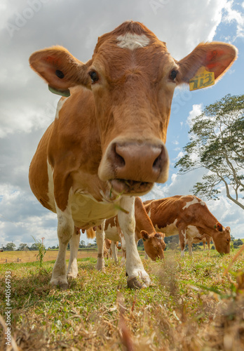 Hello cow © Skye