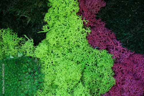 Hintergrund gefärbtes Moos, Islandmoos in leuchtendem Grün, grünes Kugelmoos, Islandmoos in Pink - background moss, island moss, colored moss, green and pink photo