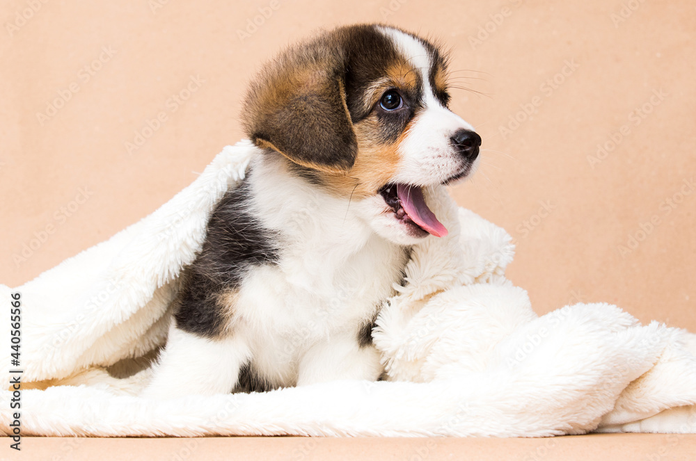 tricolor corgi puppy in a fluffy blanket