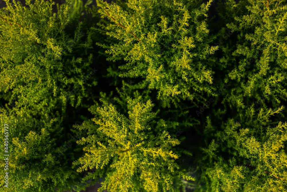 Creative layout made of green leaves. Flat lay. Nature background Creative layout made of green leaves. Flat lay. Nature background