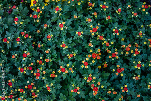 Colorful autumnal chrysanthemum.