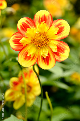 Macro of red and yellow dahlia seen from face
