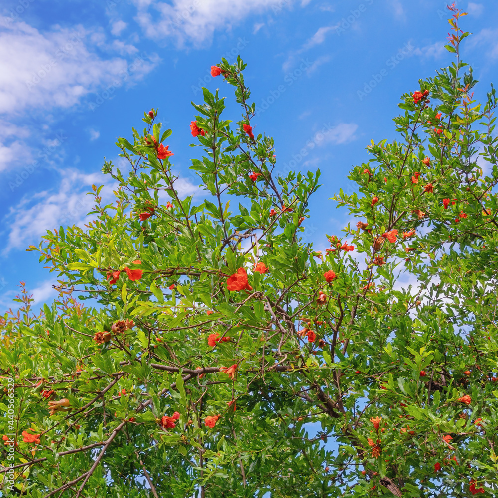 Branches of pomegranate tree ( Punica granatum ) with green leaves and bright red flowers against blue sky on sunny spring day