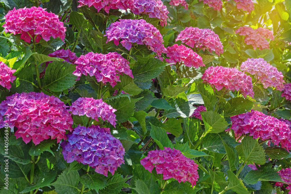 Beautiful flowers of hydrangea ( Hydrangea macrophylla ) on sunny summer day Beautiful flowers of hydrangea ( Hydrangea macrophylla ) on sunny summer day