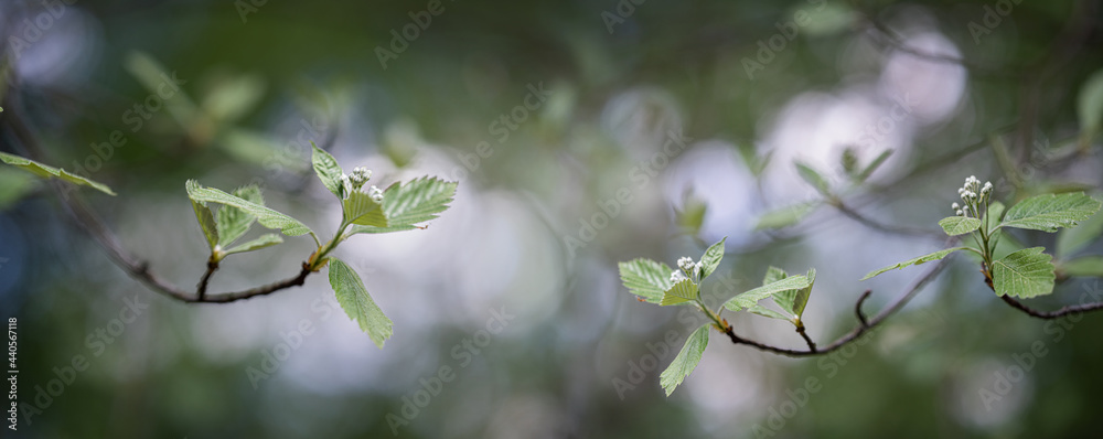 Young shoots of a tree, spring background. Young shoots of a tree, spring background.