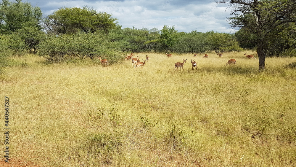 impala in the wild