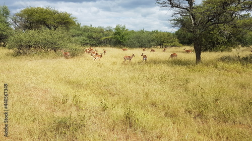 impala in the wild