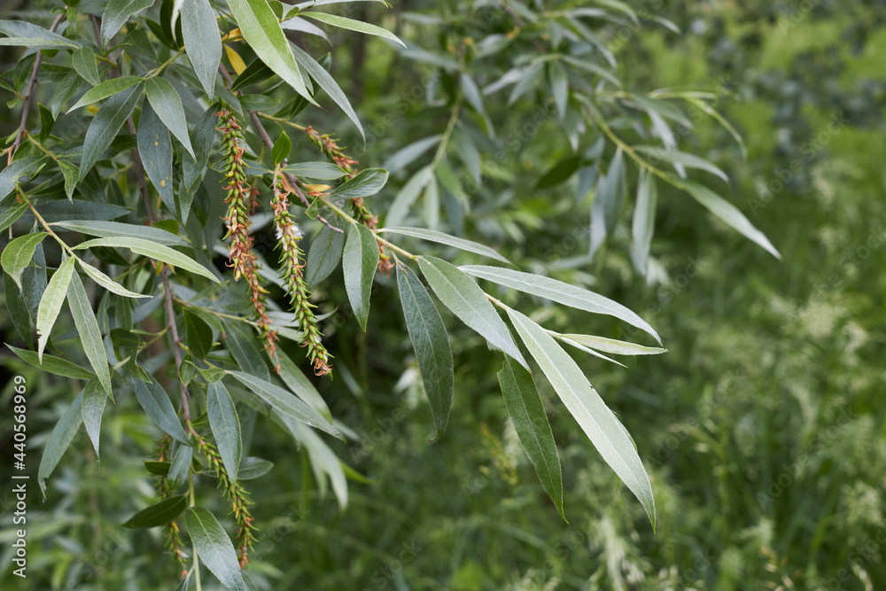 Salix alba Stock Photo Adobe Stock